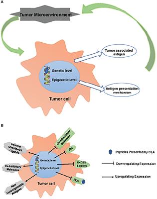 The mechanisms on evasion of anti-tumor immune responses in gastric cancer